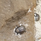 Meerkat food 3.JPG