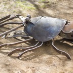 Yabbie1.jpg
