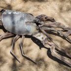 Yabbie 3.jpg